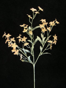 Pastel Water Color Gypsophilia, Single Silk Flower, Peach (lot of 12)