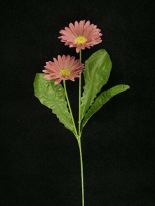 Gerber Daisy, mauve (lot of 24)