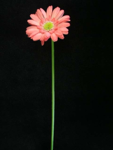 Gerber Daisy Silk Flower Spray, rose (lot of 12)
