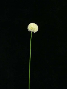 Exotic Flower, cream (lot of 36)