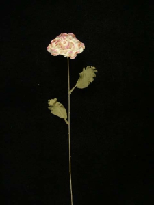 Dried Peony, lavender-white (1 Poly Sleeve - 12 Pcs. Per Sleeve)
