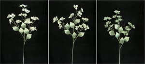 Pastel Water Color Dogwood Spray, Seagreen Mist, Lot of 12