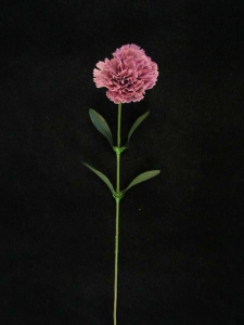 Carnation, light mauve (lot of 36)