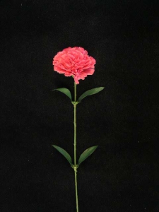 Carnation, light burgundy (lot of 36)