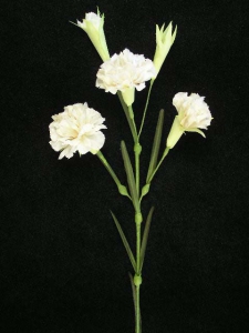 Handwrap Carnation, Navajo White (lot of 12)
