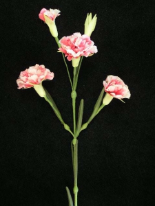 Handwrap Carnation, rose (lot of 12)
