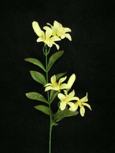 Tiger Lily, yellow (lot of 24)