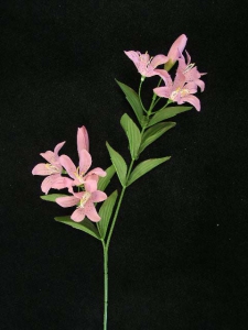 Tiger Lily, light mauve (lot of 24)