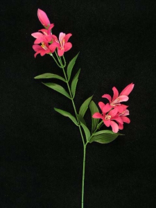 Tiger Lily, magenta (lot of 24)