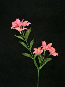 Tiger Lily, light burgundy (lot of 24)