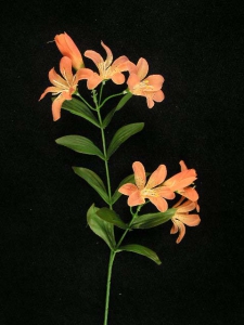 Tiger Lily, dark peach (lot of 24)