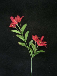 Tiger Lily, dark burgundy (lot of 24)