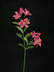 Tiger Lily, burgundy (lot of 24)