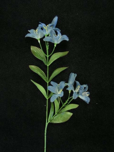 Tiger Lily, blue-gray (lot of 24)