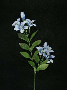 Tiger Lily, blue (lot of 24)
