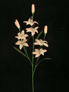 Mini Tiger Lily, peach (lot of 12)