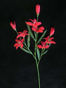 Mini Tiger Lily, red (lot of 12)