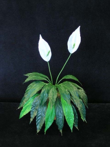 Spathiphyllum Mini Peace Lily, 22 leaves (lot of 1) SALE ITEM