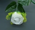 White Rosebud Bush x24  (Lot of 1) SALE ITEM