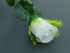 White Rosebud Bush x24  (Lot of 12) SALE ITEM