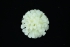 Ivory Carnation-Mum Bush x12  (Lot of 1) SALE ITEM