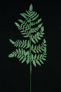 Medium Artificial Plastic Leather Fern Spray with 18 Leaves (Lot of 1 Bundle - 12 pc. Per Bundle) SALE ITEM