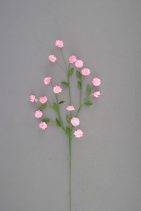 Miniature Marigold, pink (lot of 24) SALE ITEM