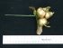 Gold Decorated Fruit Pick (lot of 72)