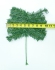 Artificial Green Canadian Pine Pick x 12 (LOT OF 1 PC.) SALE ITEM