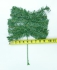 Artificial Green Canadian Pine Pick x 12 (LOT OF 1 PC.) SALE ITEM