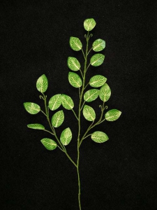 Mini Fittonia Spray (Lot Of 1 Bag - 12 Pcs Per Bag)