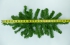 24 Inch Artificial Canadian Pine Swag, 24 Inches (lot of 6) SALE ITEM