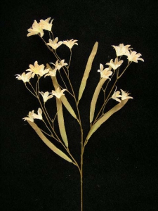 Peruviana, light peach, Artificial Silk Flower (lot of 12)