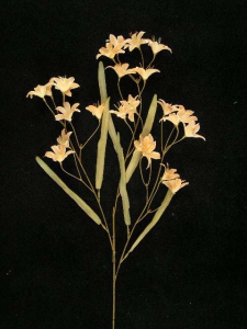 Peruviana, peach, Artificial Silk Flower (lot of 12)