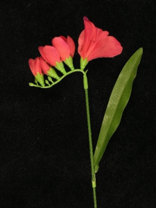 Freesia Pick, wine (lot of 72)