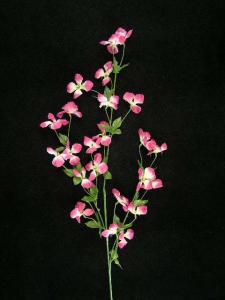 Mountain Clematis, cerise (lot of 24)