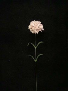 Single Carnation Spray, lavender (lot of 12)