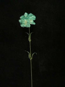 Single Carnation Spray, teal (lot of 12)