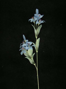 Pastel Water Color Mini Tiger Lily, Blue, Lot of 12