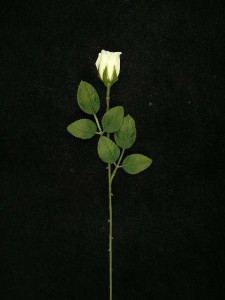 Single Rosebud, candle, 15.5 inch (lot of 24)