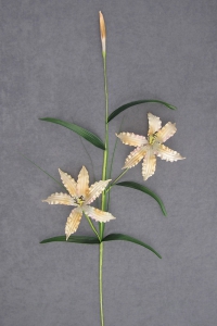 Tiger Lily, sunglow, 38 inch (lot of 12)