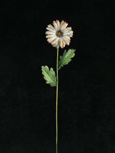 Handwrap Gerber Daisy, gray (lot of 12)