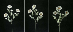 Pastel Water Color Anemone Spray, Gray, Lot of 12