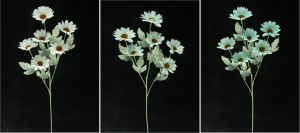 Pastel Water Color Daisy, Aquamarine (Lot of 12)