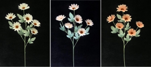 Pastel Water Color Daisy, Peach (Lot of 12)