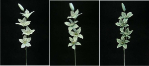 Orchid, seafoam green combo (lot of 12)