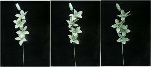 Orchid, seamist green combo (lot of 12)