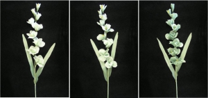 Pastel Water Color Gladiola Spray, seafoam green combo (lot of 6)