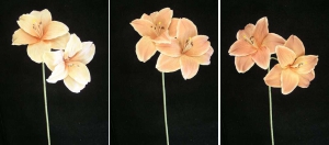Pastel Water Color Amaryllis Spray, Coral (Lot of 12)