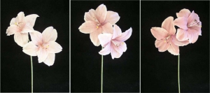 Pastel Water Color Amaryllis Spray, Pink, (Lot of 12)